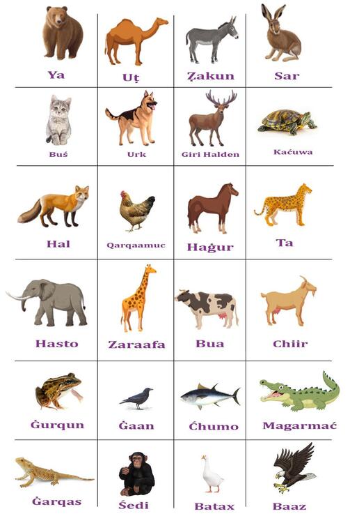 animals